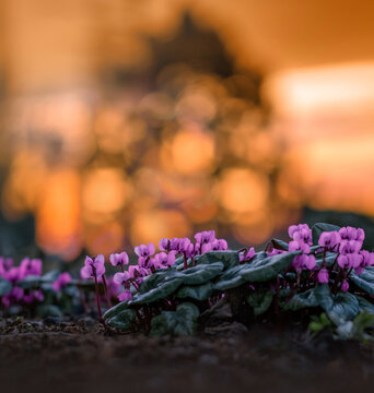 Macro of lots of pink Cyclamen flowers against sunlight and bokeh bubbles. Soft focus and shallow depth of field. Golden hour colors in the background