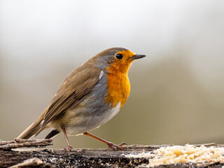Rotkehlchen