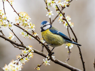 Obraz premium Blaumeise