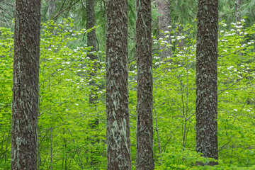 USA, Washington State, Gifford Pinchot National Forest. Pacific dogwood and Douglas fir trees.