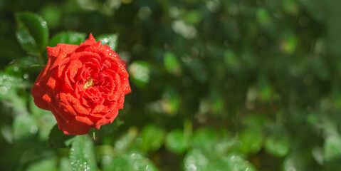 Greeting card banner background, red rose flower with copy space with selective focus