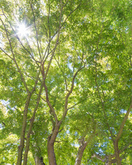 USA, Washington State, Seattle. Sun shining through maple trees.