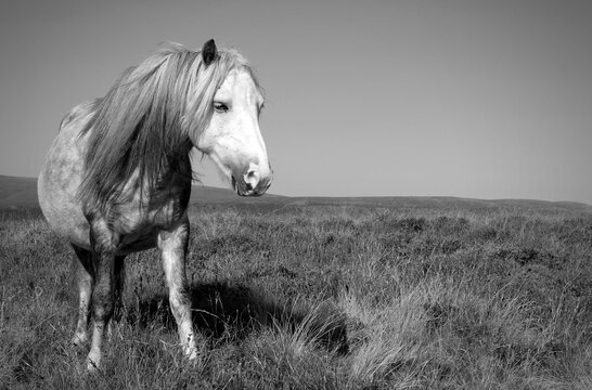 Offas Dyke Wild Pony