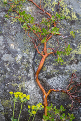 USA, Washington State, Wenatchee National Forest. Manzanita growing on boulder.
