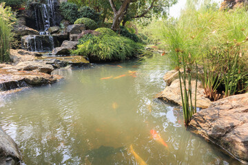 koi fish in the garden pond