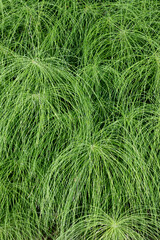 USA, Washington State, Seabeck. Horsetail grasses.