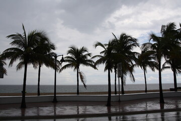 Fototapeta na wymiar palm trees on a white sandy beach