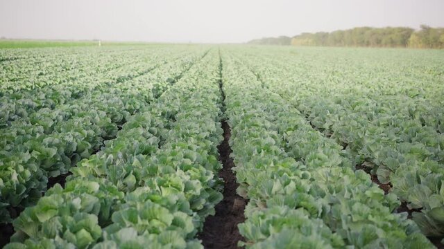 rows of cabbage field