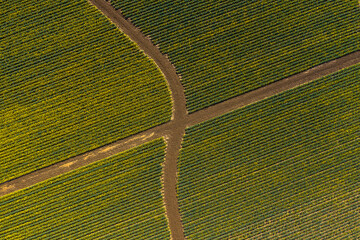 Aerial View of Rows of Daffodils Growing in the Skagit Valley, Washington. Stunning graphic presentation of yellow daffodil flowers in rows of farmed flowers making interesting patterns overhead.