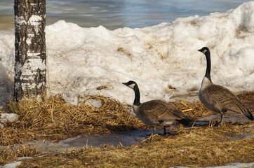 A Pair of Canada Geese (branta canadensis)