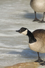 Close up of Canada Goose (branta canadensis)