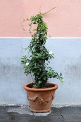 White dipladenia (mandevilla) flower in terracotta pot