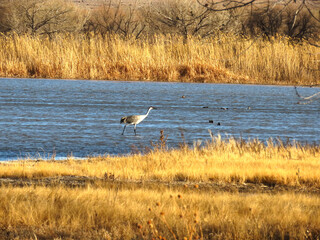 Sandhill cranes at the Bosque de Apache National Wildlife Refuge.