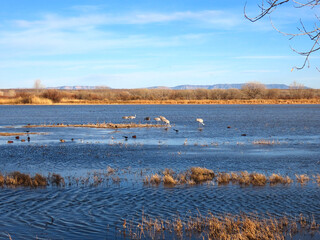 Sandhill cranes at the Bosque de Apache National Wildlife Refuge.