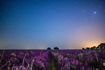 Campos de lavanda con estrellas en Brihuega