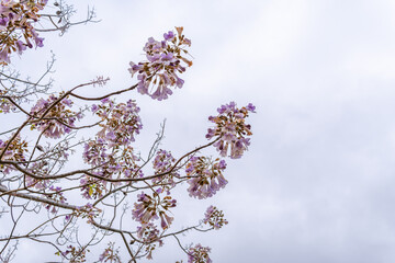 Growing Paulonia Imperial (Paulownia tomentosa) with purple flowers