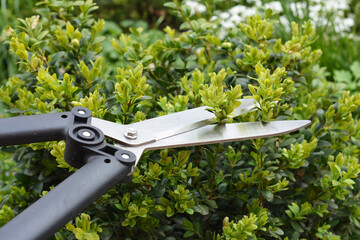 A close-up on pruning boxwood shrubs, box hedging. Trimming, cutting boxwood, buxus bush, hedge...