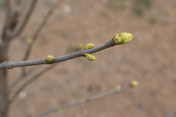 Spring, tree branch with large green buds,closeup. Topic: springtime, arrival of spring,trees wake up and come alive after winter. Beginning of growing season. Buds turn into first green leaves.
