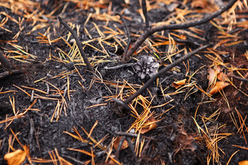 Forest after the fire, burnt grass and bushes.