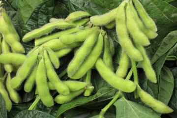 Fresh harvested soybean (edamame) plant isolated on white background