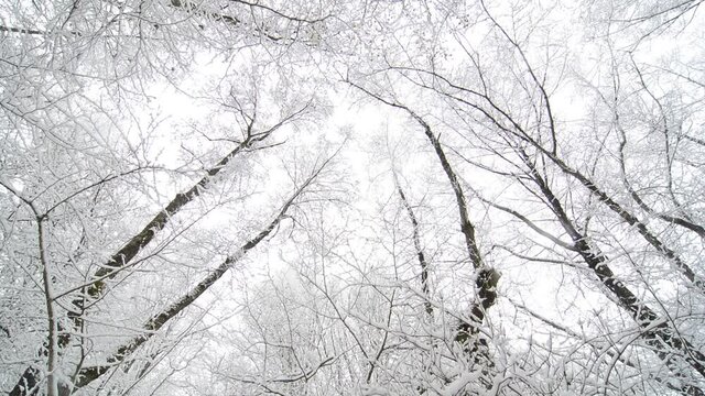 Snowfall in a forest. View from down towards the sky