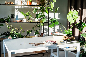 workspace with plants and table for home gardening. Shelves and tables for plants. Sunset, hard light