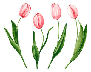 Set of watercolor tulips. Hand drawn illustration is isolated on white. Pink flowers are perfect for floral design, logo, label, interior poster, fabric textile