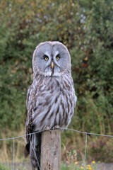 A Great Grey Owl on a post
