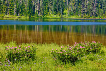 USA, Washington State, Mount Rainier National Park. Rosy spirea blooms on edge of Reflection Lake.