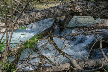 View of Nahal [stream] Hermon Banias with a fallen and broken tree, the easternmost of the northern tributaries of the Jordan River, Golan Heights, Israel. 