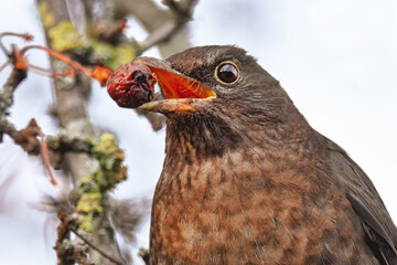 Amsel mit Beere im Schnabel
