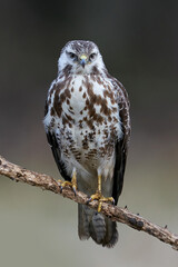 Common buzzard (Buteo buteo)