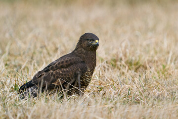 Common buzzard (Buteo buteo)