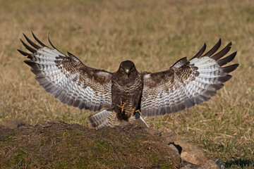 Common buzzard (Buteo buteo)