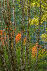 USA, Washington State, Olympic National Park. Alder and vine maple forest.