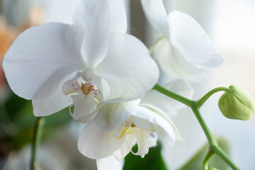 Obraz premium Assorted varieties of orchids on a blurred background of the window.