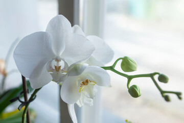 Assorted varieties of orchids on a blurred background of the window.