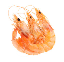 shrimp isolated on white background