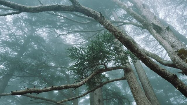 Forest full of cedrus (cedar) trees around , in foggy weather , winter season ,in CHREA national park - algeria .