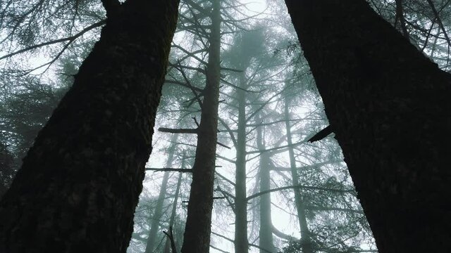 Big cedrus (cedar) trees inside forest ,foggy weather, in atlas mountains, in CHREA national park - algeria .
