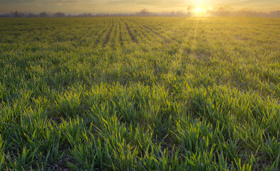 Agriculture, green wheat field, morning sunrise. Leaves of germinating grain on the farm.