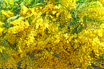 Silver acacia flowers (Acacia dealbata Link). Background