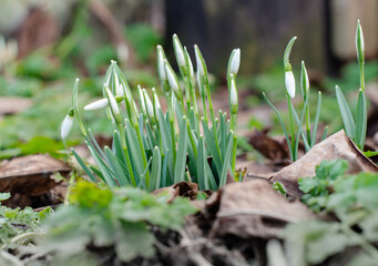 A group of snowdrops are blooming in the forest. Beautiful flowers of the wild. Galanthus nivalis. The first early plants.