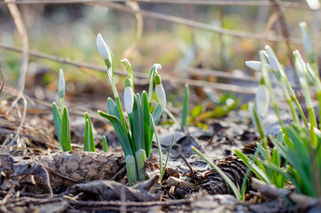 Snowdrops bloom in the spring garden. Beautiful first flowers. Small white buds. Galanthus nivalis