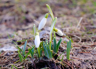 Three snowdrops in the garden. Early spring flowers. Galanthus nivalis