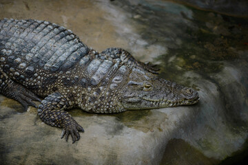A well-fed crocodile lies on a large rock