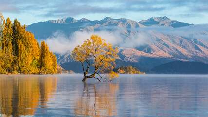 Famous Wanaka tree with bright yellow leafs reflects in lake with mountains in the background