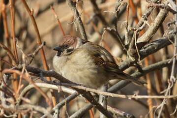 Sparrow on a tree branch in spring season, closeup