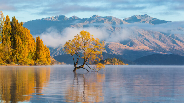 Famous Wanaka tree with bright yellow leafs reflects in lake with mountains in the background