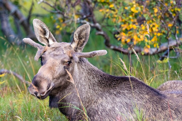 Norwegen - Elch - Alces alces